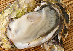 厚岸産の牡蠣の写真