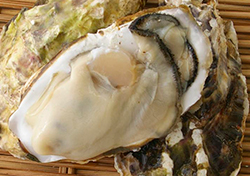 情島産の牡蠣の写真