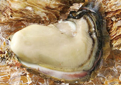 佐賀関産の牡蠣の写真