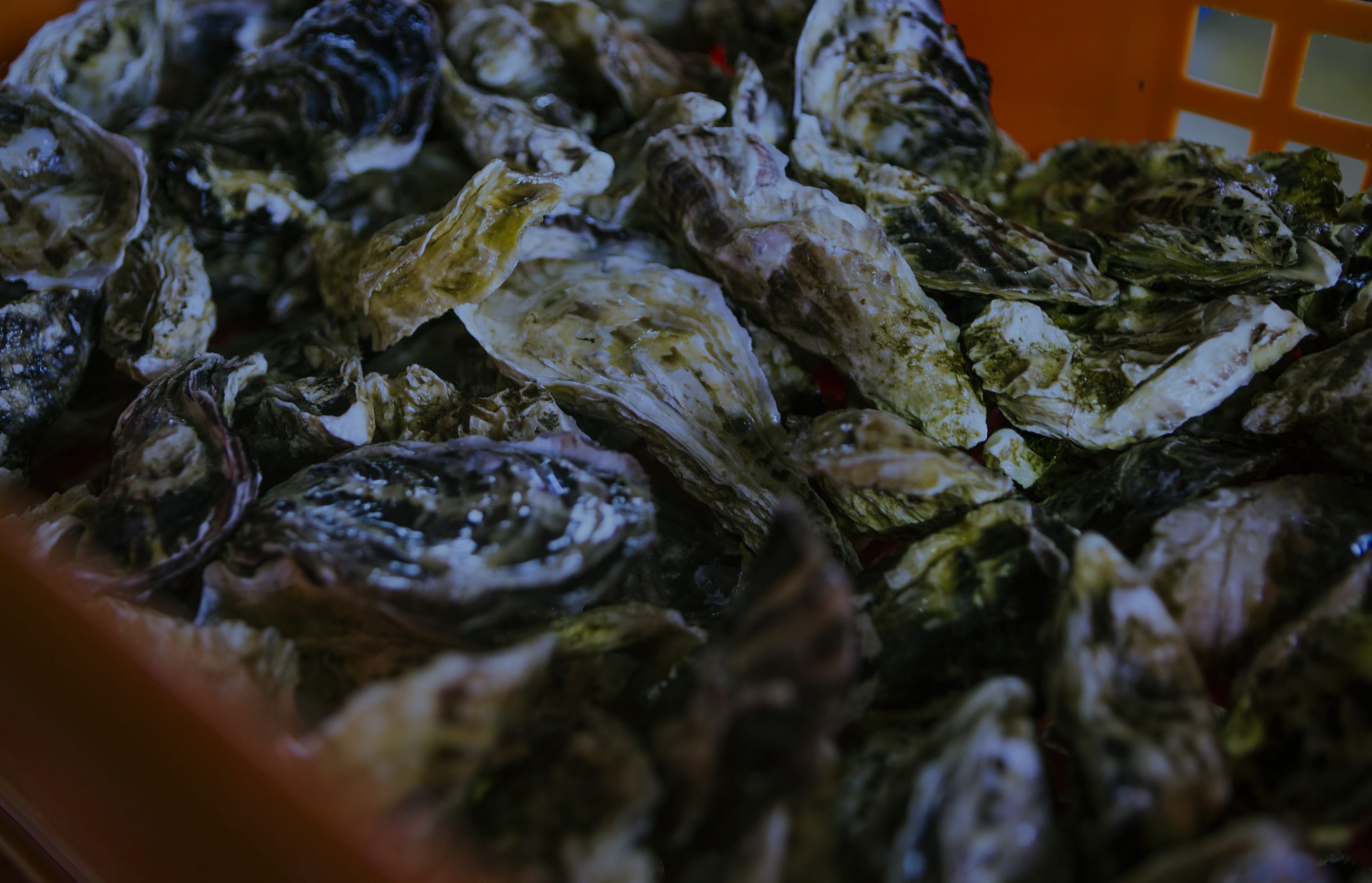 第8の海から生まれた牡蠣