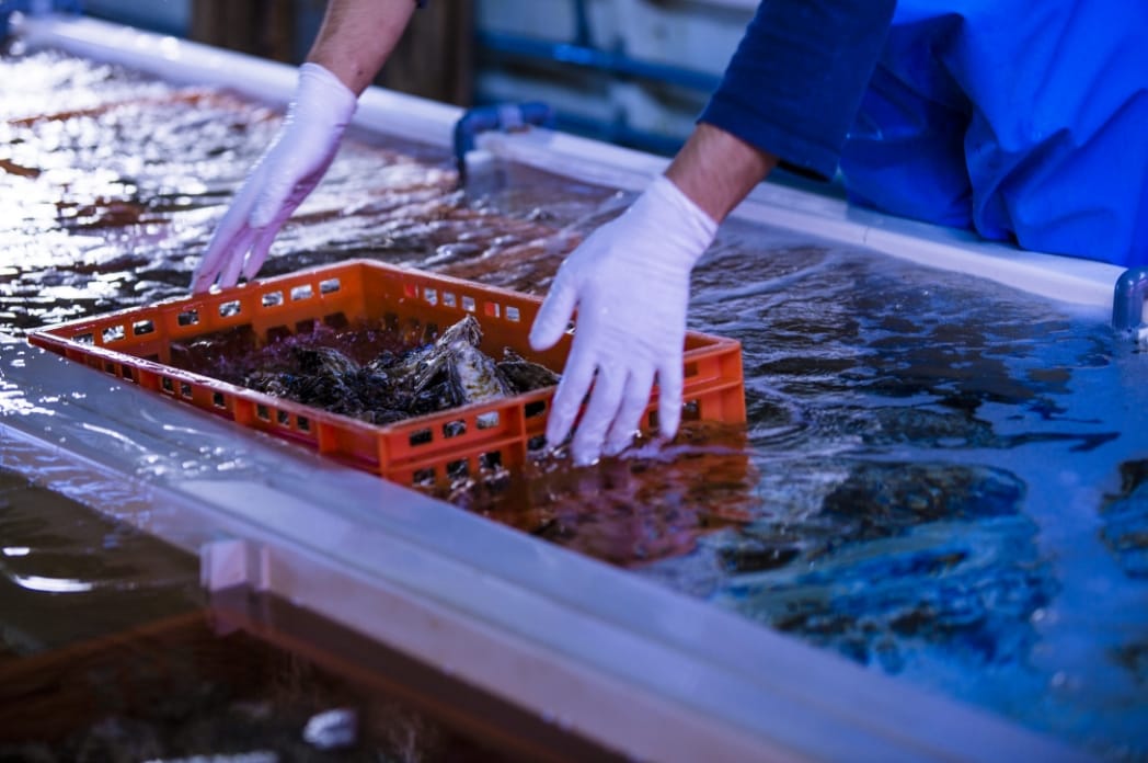 海洋深層水を使用した浄化システムは独自の特許技術。