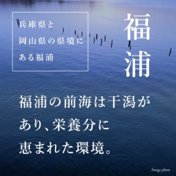 福浦産：真牡蠣