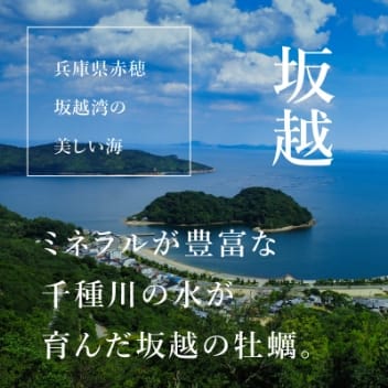 坂越産・坂越産3倍体