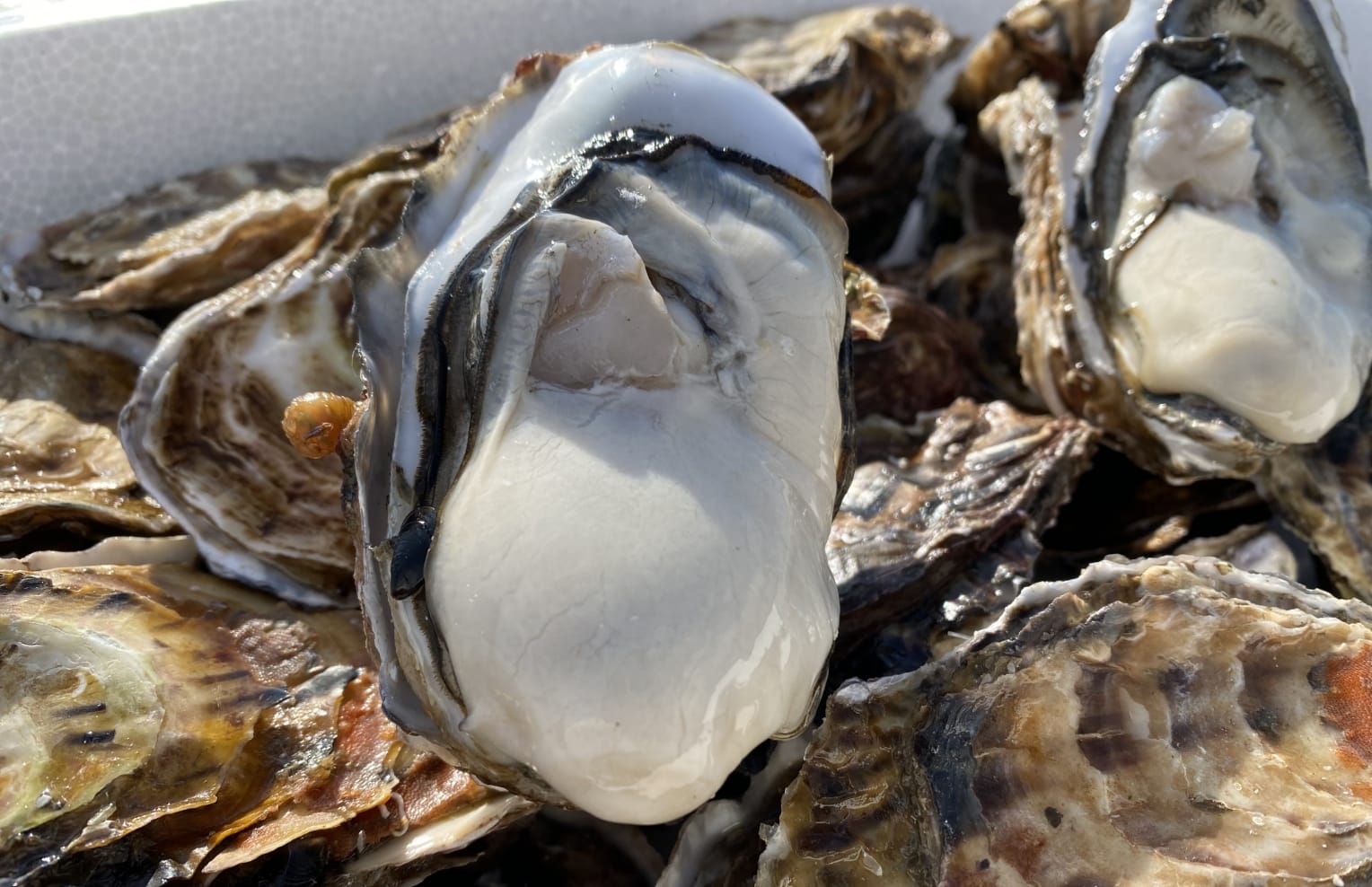 知ればもっと美味しい！牡蠣の魅力