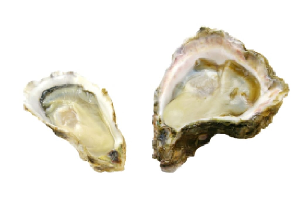安全・安心で栄養価が高い生牡蠣8TH SEA OYSTERを、もっと身近に。自宅であじわう。