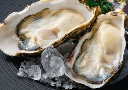 一本松：真牡蠣