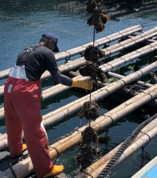 諸浦諸島：真牡蠣
